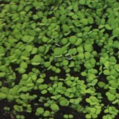 水草パールグラス小さい葉の苗ラスト1