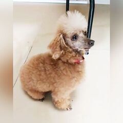 トイプードル　レッドの女の子　ブリーダー引退犬(7歳)