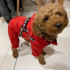 【犬冬服】Mサイズ赤色(試着のみ新品)