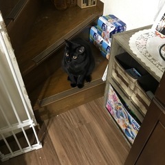 目クリクリな黒猫でビビり
