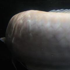 アルビノシルバーアロワナ(セミショート)