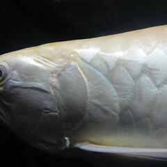 アルビノシルバーアロワナ(セミショート)