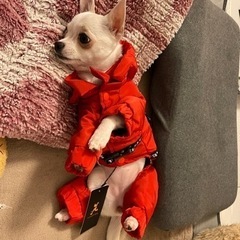 【犬冬服】XSサイズ赤色(試着のみ新品)
