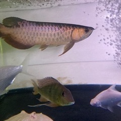 フォーエバー ±35 熱帯魚