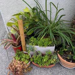 植物色々