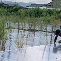 太陽光発電所草刈り　鎌での手作業