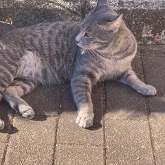 【里親決まりました】グレーの虎柄の子猫の里親を探しています。