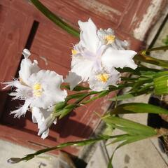 💮白シャガ 花 咲きました