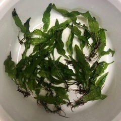 水草　早い方優先！