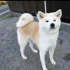 秋田犬里親探してます