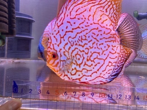 ディスカス パールラフレシア 即戦力