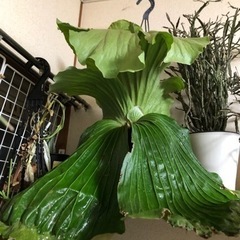 ビカクシダ　植物　観葉植物 コウモリラン