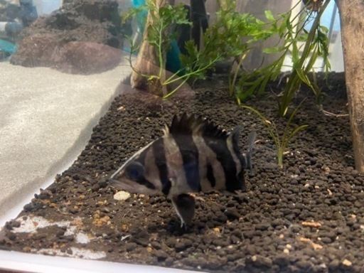 お話し中】ダトニオ リアルバンド ±23cm