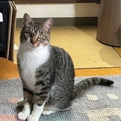 素敵なお家が見つかりました✨女王気質のお猫様しーちゃん(7ヶ月)