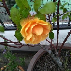 つる薔薇4年生 ロイヤルサンセット（オレンジ色の花）&ブラウンの...