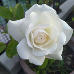 つる薔薇4年生 アイスバーグ（ホワイトの花）&ブラウンの鉢（直径...