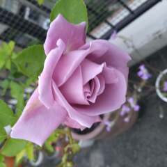 つる薔薇4年生 ブルームーン（薄紫の花）&ブラウンの鉢（直径40...