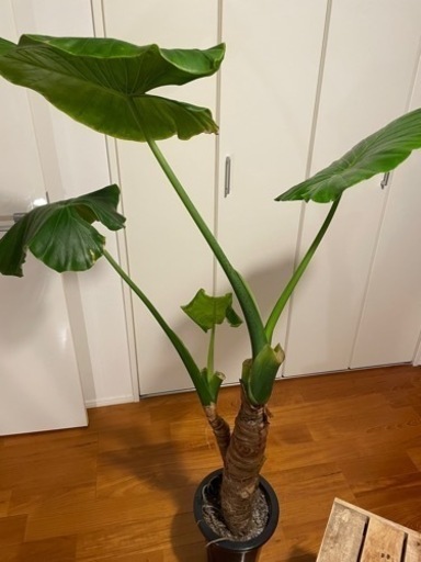 観葉植物 クワズイモ 観葉植物 クワズイモ