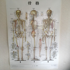 骨格、筋肉のポスター