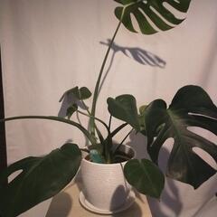 【ネット決済】【IKEA】室内大型観葉植物