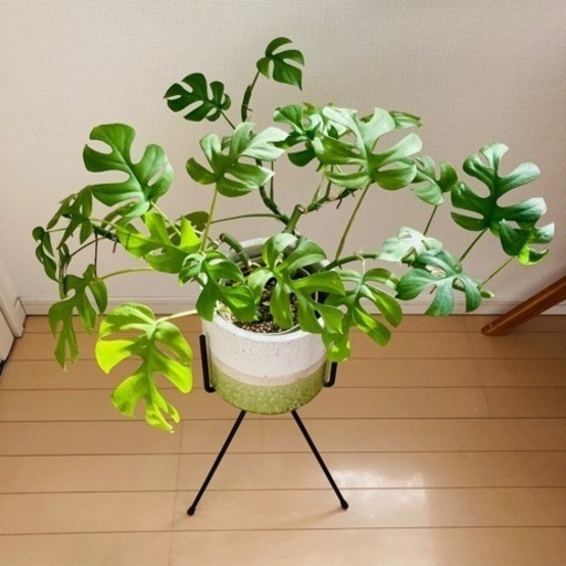 ヒメモンステラ　鉢スタンド付　観葉植物