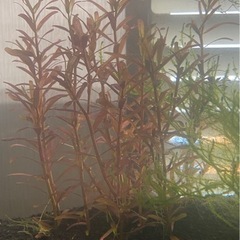 【ネット決済】ロタラ・レディッシュ　🍀真っ赤な水草🍀