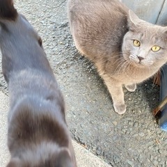 仲良し兄妹猫さん。飼い主不在を確認済み