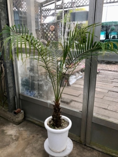 季節外れのフェニックス⁉︎