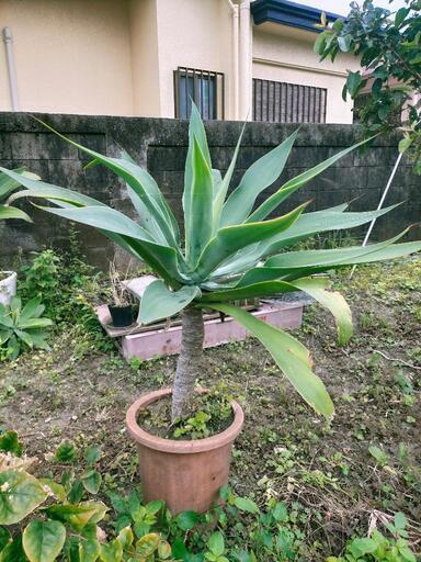 アテナータ(アガベ) 無農薬・除草剤無しです。