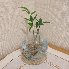 【もらってください】観葉植物