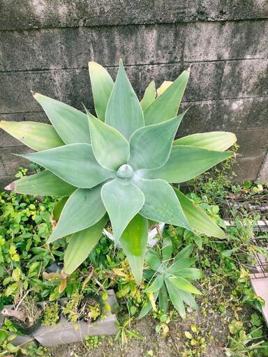 アテナータ(無農薬・無除草剤)