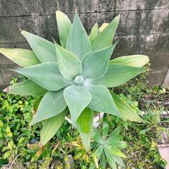 アテナータ(無農薬・無除草剤)