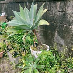 アテナータ(無農薬・無除草剤)