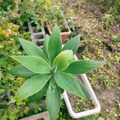 アテナータ(アガベ) 無農薬・除草剤無しです。