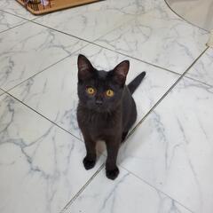 黒猫のメス、まだ小さいです