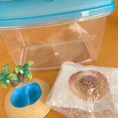 中古オカヤドカリが無料 格安で買える ジモティー