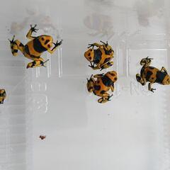 キオビヤドクガエル 5匹