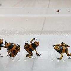 キオビヤドクガエル 5匹