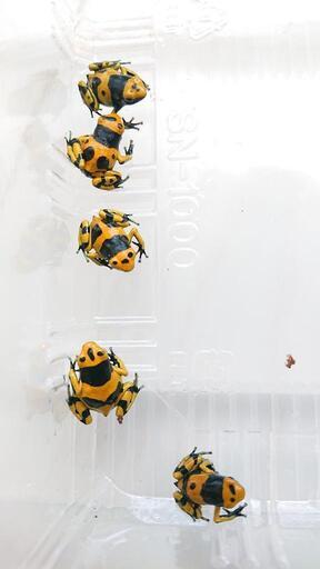 キオビヤドクガエル 5匹
