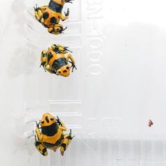 キオビヤドクガエル 5匹