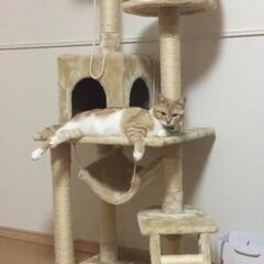 キャットタワー 破損あり