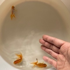 オランダ獅子頭 稚魚 三匹 金魚