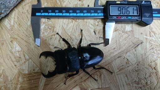 マリンドッケオオヒラタ 90㎜♂1♀2 マリンドッケオオヒラタ 90㎜♂1♀2