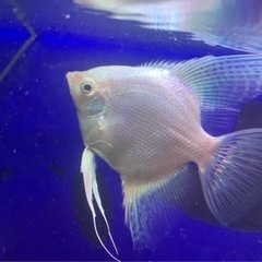 熱帯魚　プラチナホワイトダイヤモンドエンジェルフィッシュ