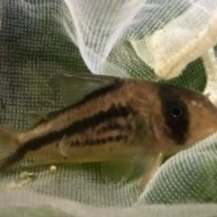 中古青コリドラスが無料 格安で買える ジモティー