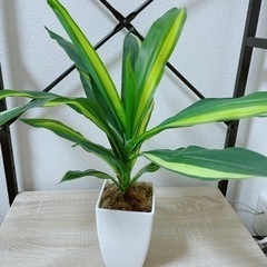 造花の観葉植物　お部屋が一気にお洒落に