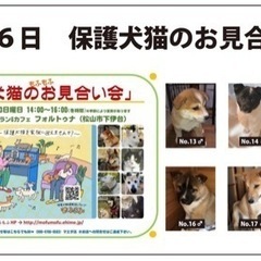 2/6『保護犬猫のお見合い会』に参加します！