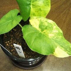 希少　アロカシアカゲアナイエローバリエガータ