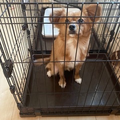 北海道 帯広市の犬の里親募集 ジモティー