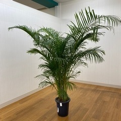 アレカヤシ　♻️リユース観葉植物